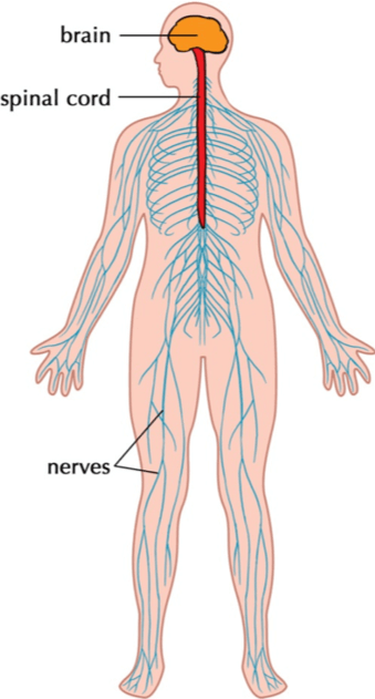 nerves running through the human body